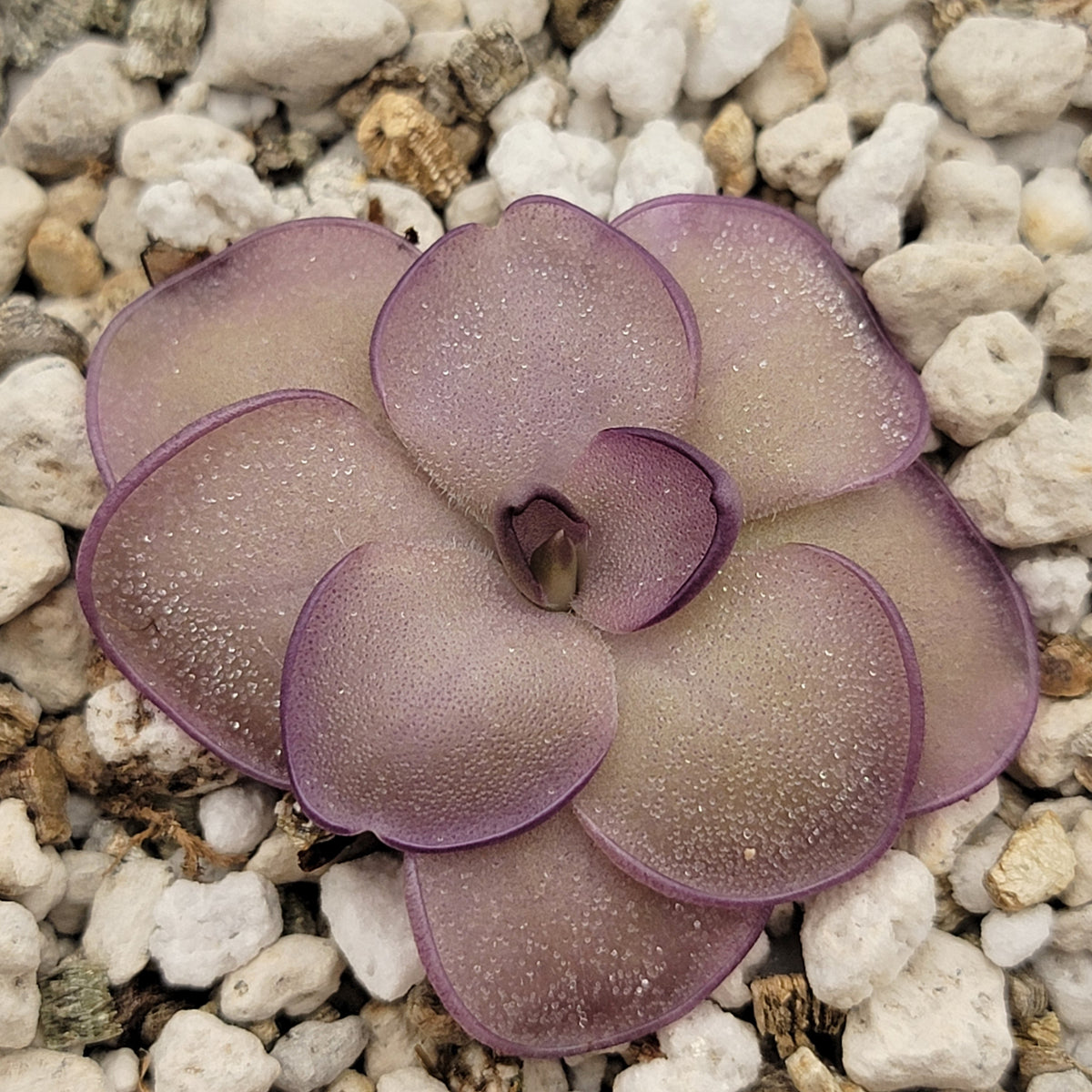 Pinguicula "Leilani" -Butterwort-