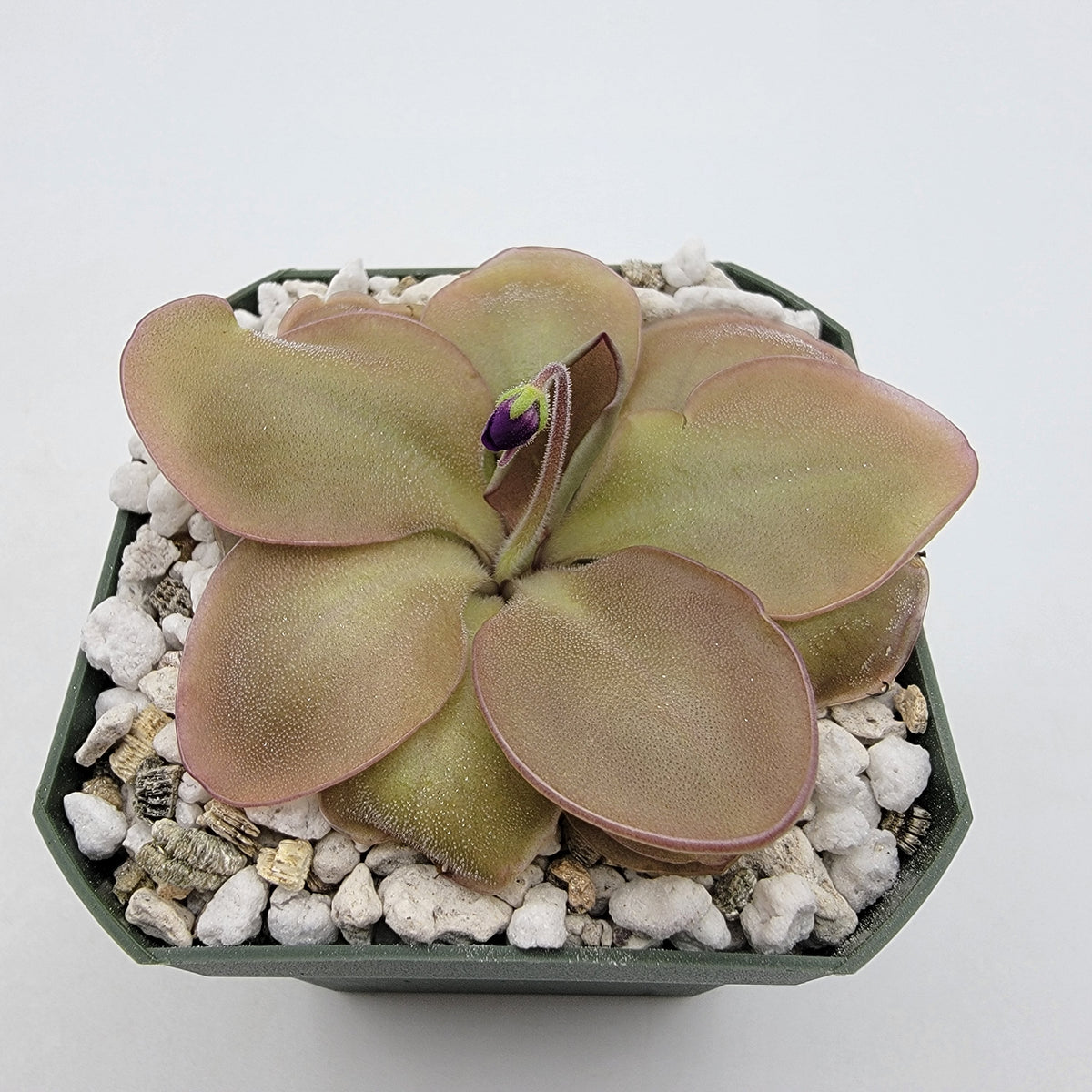 Pinguicula "Lautner 92/52"