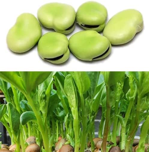 Bean Seeds for Planting Vegetables and Fruits. Pole Beans,Bush Beans,Romano Beans.Non GMO Garden Seeds for Home Vegetable Garden-40g(22ct+) Chinese Broard Bean Fava Bean Seed, Veggie Cover Crop èè±