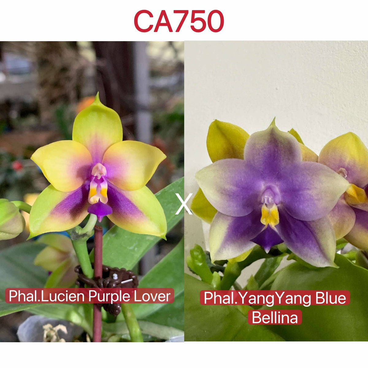 Phalaenopsis (Lucien Purple Lover x Yang Yang Blue Bellina)