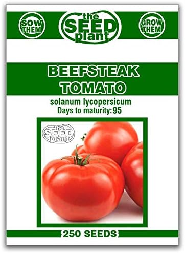 SVI 250 Beefsteak Tomato Seeds (Solanum Lycoperscium) â Beefsteak Tomatoes Seed Packets Beef Steak Tomatoes â Heirloom Vegetable Seeds for Outdoor Vegetable Garden, Beds Greenhouses, Garden Raised