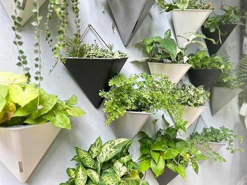 LaLaGreen Wall Planters for Indoor Plants