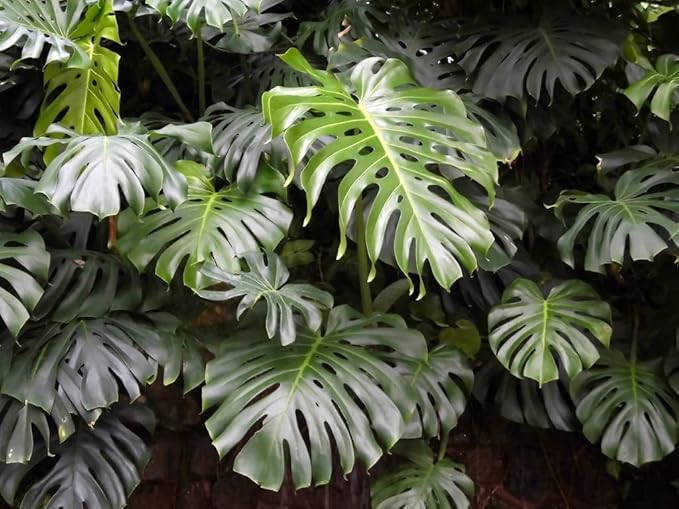 GARDENERA Monstera Borsigiana Soil Blend - Specially Designed for Unique Plant Needs - 4 Quart