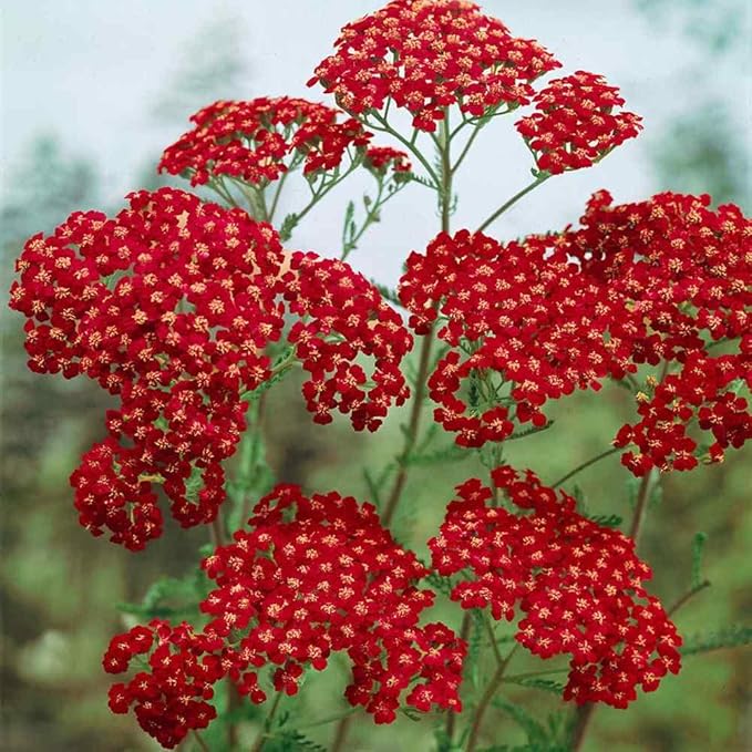 Outsidepride Cerise Queen Yarrow Seeds â 10000 Pcs. Perennial, Versatile, Clump-Forming, & Drought Tolerant Flower Seeds for Planting Fragrant & Vibrant Blooms, Ideal for Pollinator Gardens