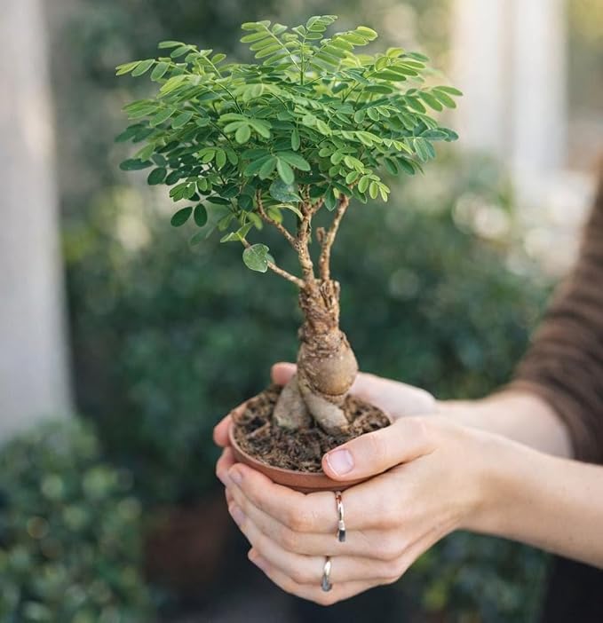 Bonsai Tree Kit Classic - 5X Unique Japanese Bonzai Trees | Complete Indoor Bonsai Starter Kits for Growing Trees – DIY Gardening Gifts for Mother, Women & Men, for Father's Day