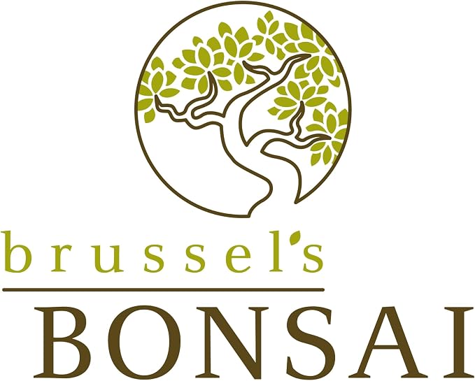 Brussel's Bonsai - Live Dwarf Jade Bonsai Tree Kit with Ceramic Bonsai Pot & Bonsai Soil, Indoor Bonsai Plant Starter Kit, Easy Care Houseplant for Home or Office (Small)