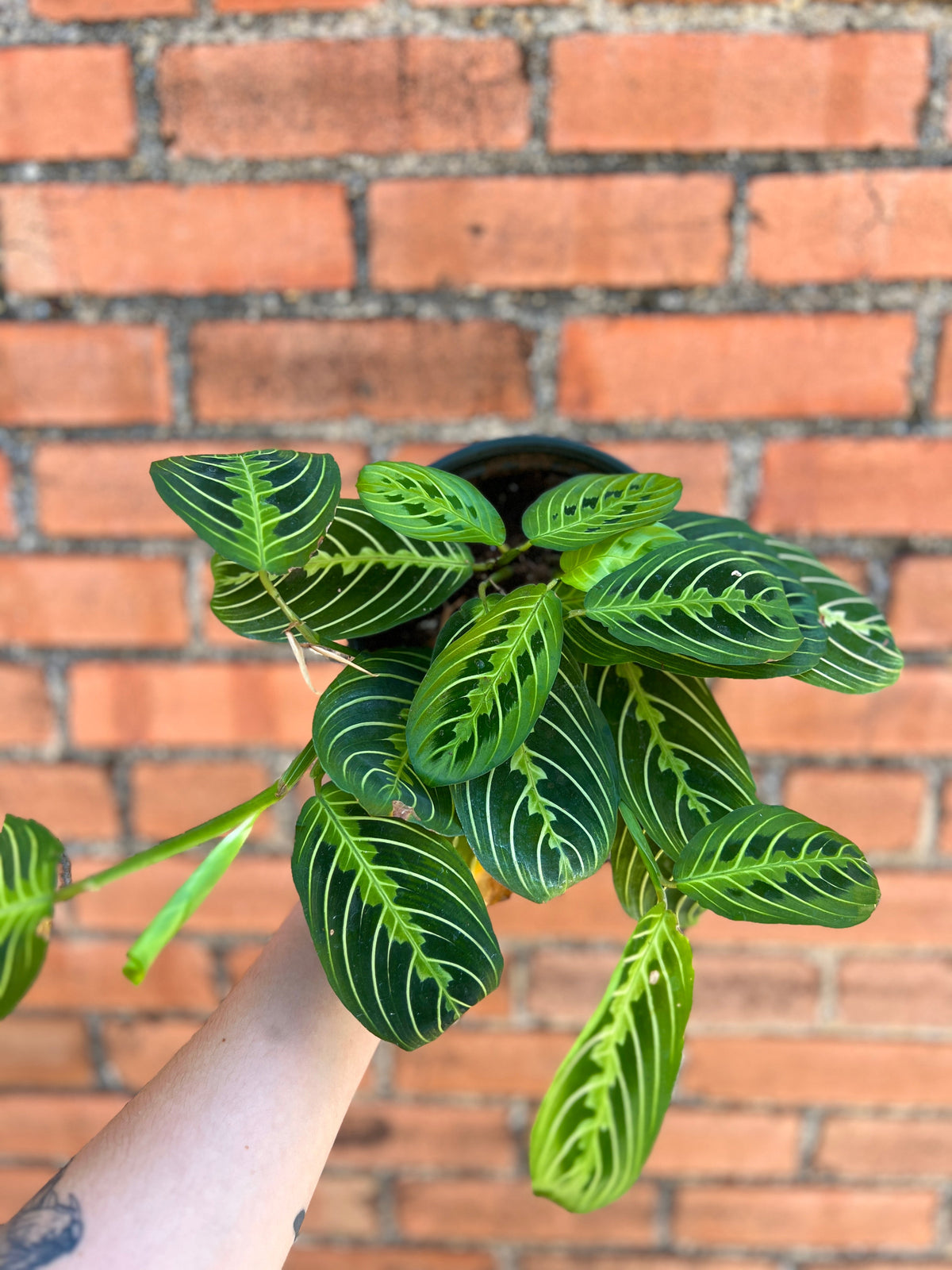 Maranta Lemon Lime