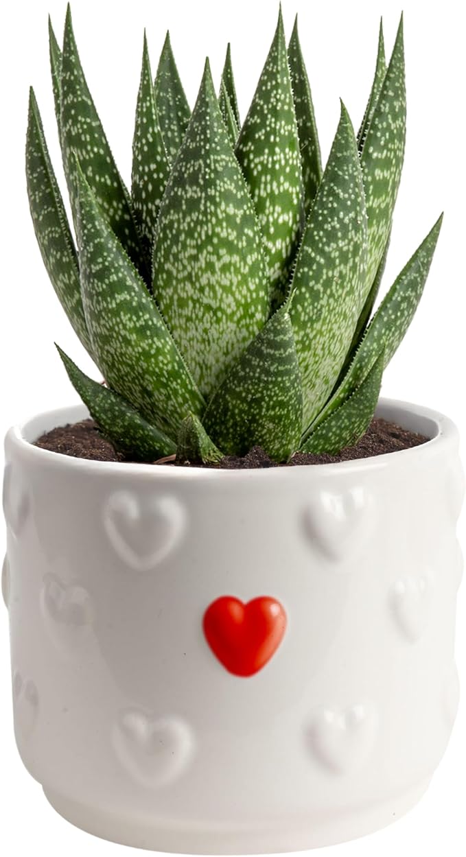 Costa Farms Haworthia Succulent, Easy to Grow Live Plant in Indoor Houseplant Pot, Potting Soil, 4-Inches Tall| Valentines Day Gift | Valentines Day Decoration