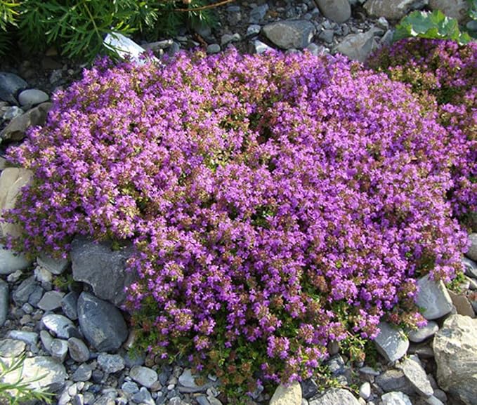 30000+ Creeping Thyme Seeds â 4g â Perennial Ground Cover Plants Flowers Non-GMO Heirloom â Purple Bloom Garden Seeds for Planting
