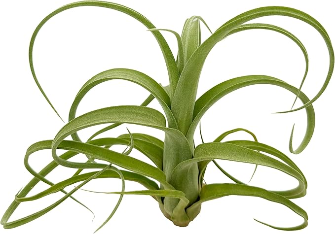 Live Air Plants - Tillandsia Curly Slim Jumbo â 1 Count 5-9 inches â Ideal for Gifts & Presents, Live Indoor Plants & Live House-Plants â Live Plants for Home décor, 30 Day Guarantee