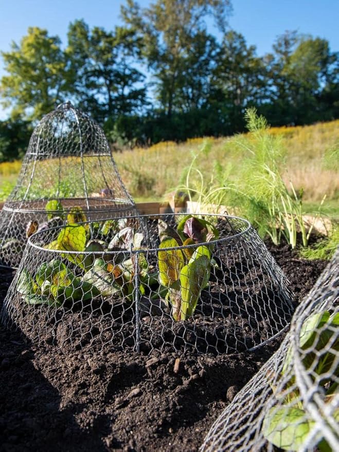 Gardenerâs Supply Company Sturdy Chicken Wire Cloche Plant Protector Extension | Adds Broader Area Coverage Protection for Tall Plants Vegetables & Seedlings | (Cloche Extension Only)