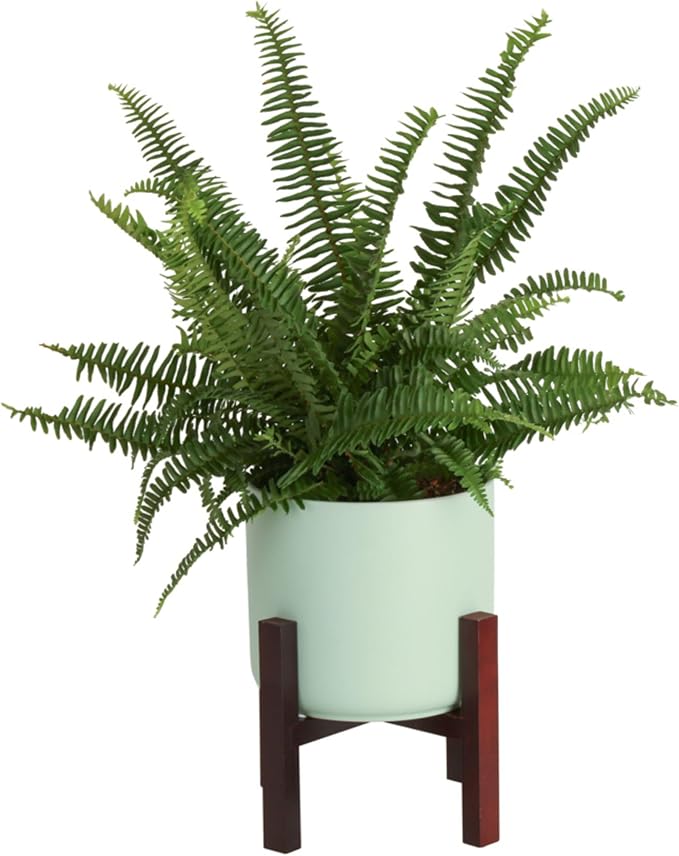 Costa Farms Kimberly Queen Fern, Live Indoor Plant, Houseplant Potted in Premium Décor Plant Pot, Potted in Potting Soil, Beautiful Room Decor, Birthday, Housewarming Gift