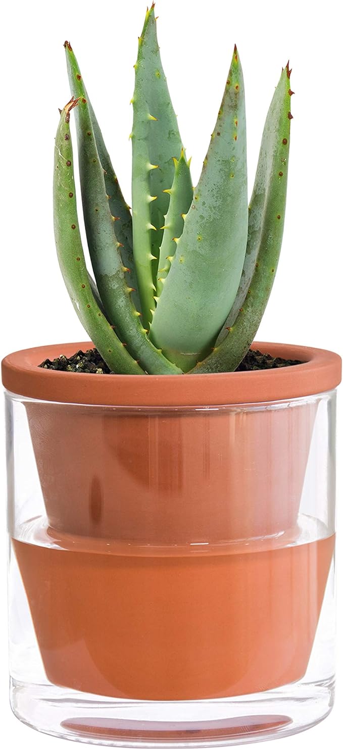 D'vine Dev 4 Inch Design Self Watering Pot for Indoor Plants, Terracotta Planter with Cylinder Glass Cup, Set of 1, 37-X-A-1