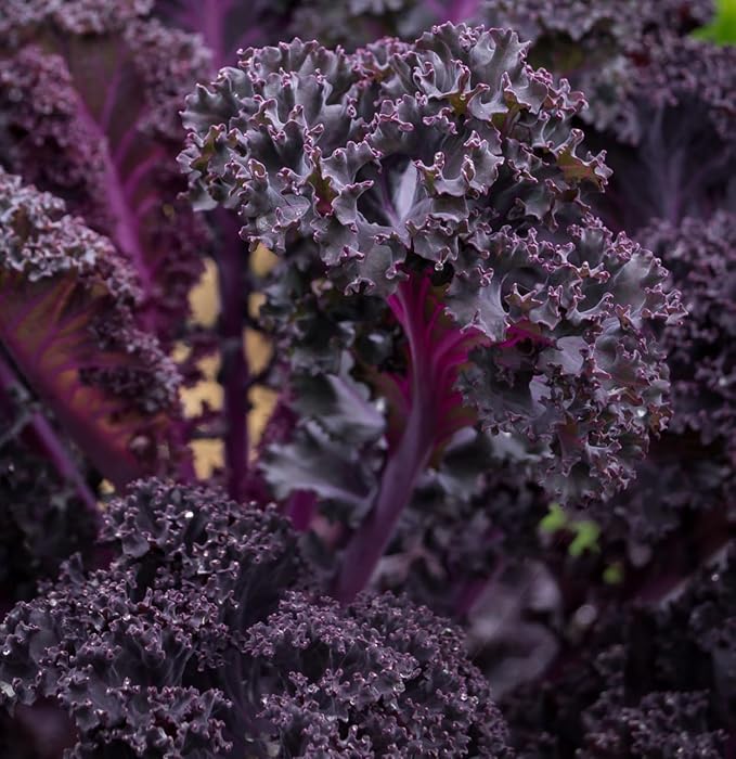 Scarlet Red Kale Seeds for Planting â Plant & Grow Heirloom Scarlet Red Kale in Home Outdoor Vegetable Garden, Brassica oleracea â 3 Packets