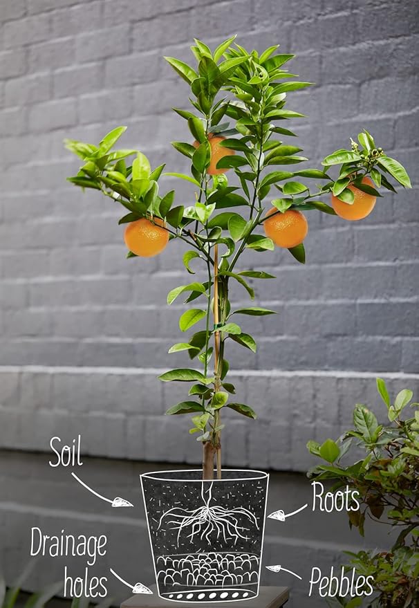 Gardenera Fiddle Leaf Fig House Plant Soil Premium All Purpose Blend - Peat Moss, New Zealand Bark, Coco Chips and Fibers, Perlite - 1 Quart Bag