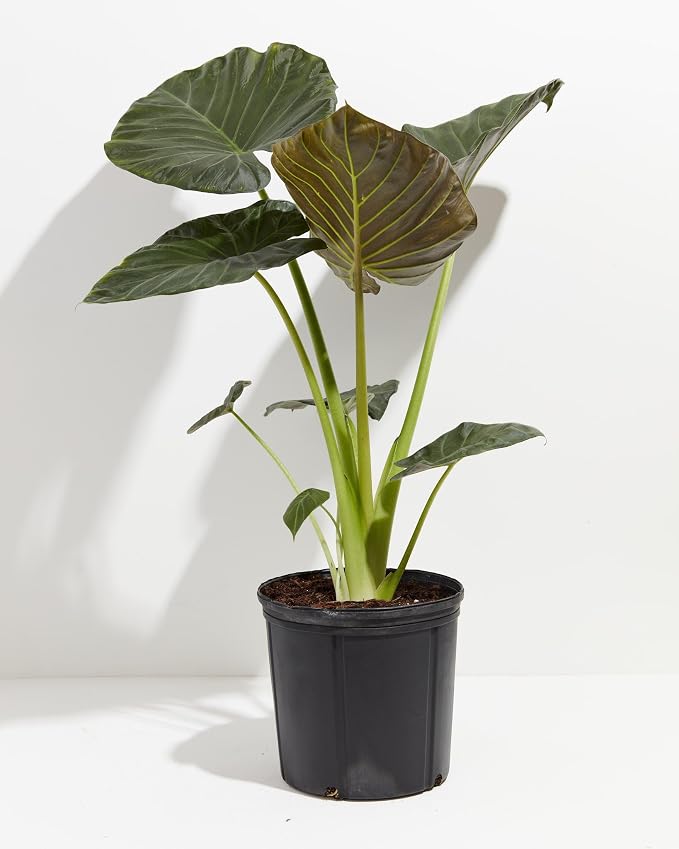 Gardenera Premium Elephant Ear Plant Potting Mix - Expertly Crafted Blend for Optimal Alokasia Growth and Striking Foliage - 1 Quart