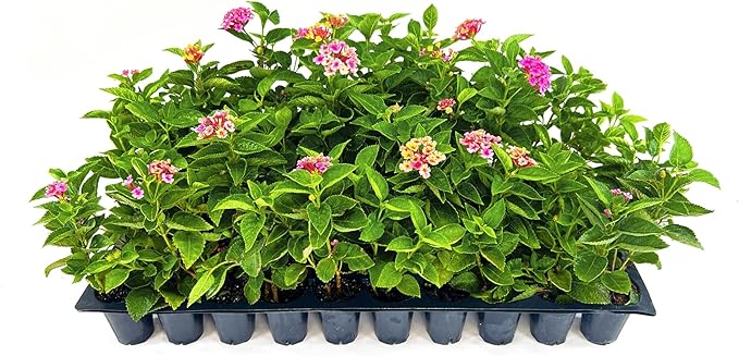 Lantana Confetti | 3 Live Plants | Lantana Camara | Colorful Garden Shrub | Drought Tolerant Perennial Plants