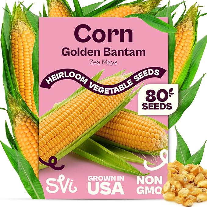 SVI 80 Golden Bantam Sweet Corn Seeds (Zea mays) â Yellow Sweet Corn Seed Packets Non GMO â Fast Growing Heirloom Vegetable Seeds, Outdoor Vegetable Garden & Home Garden
