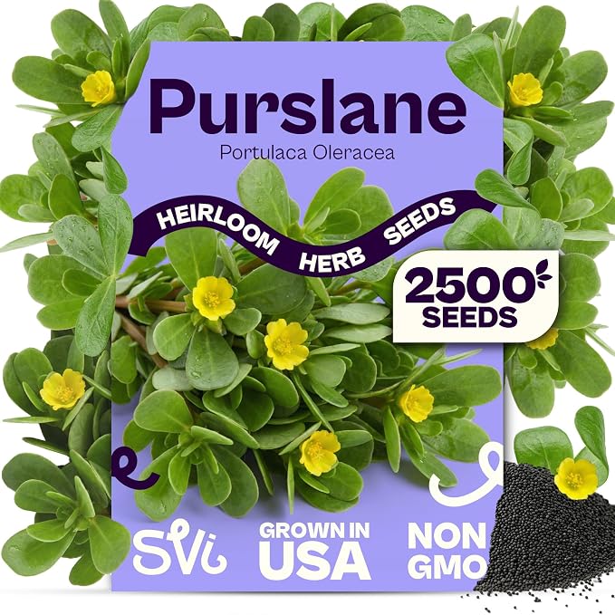 SVI 2500 Purslane Seeds (Portulaca oleracea) â Common Purslane, Verdolaga Seed Packets Bulk, Pigweed, Succulent Grow â Heat & Drought Tolerant Heirloom Herb Seeds, Indoor Herb Garden & Outdoor Garden