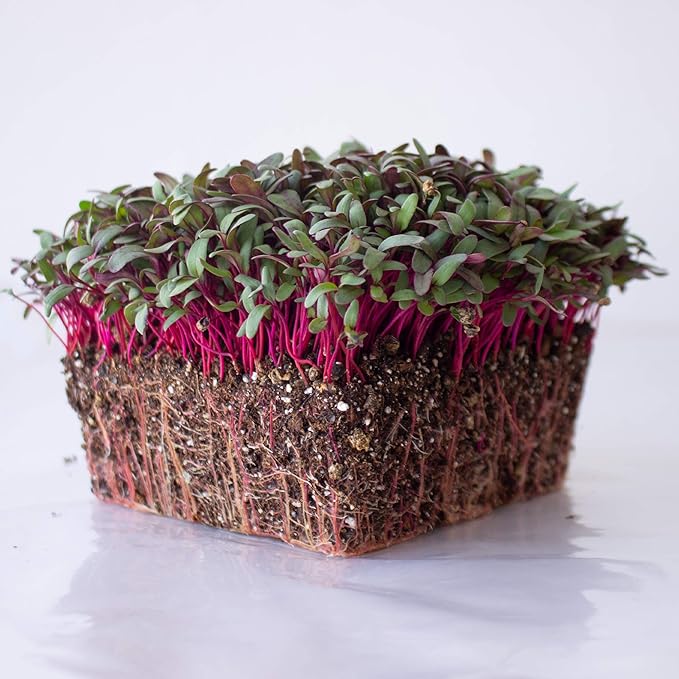 Beet Seeds - Red Round - 25 Lb Bulk ~600,000 Seeds - Beta vulgaris - Microgreens Seed - Non-GMO, Heirloom, Open Pollinated, Annual