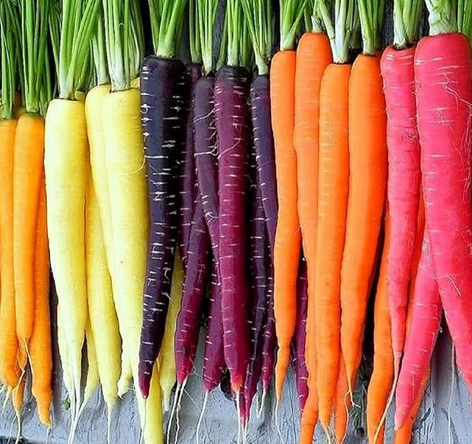 Rainbow Carrot Seeds for Planting Heirloom Packets 750 Seeds â Plant & Grow Rainbow Carrots in Home Outdoor Garden, Great Gardening Gift â 1 Packet