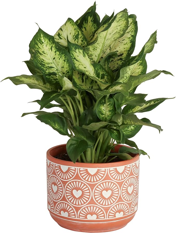 Costa Farms Dieffenbachia, Live Indoor Plant in Décor Plant Pot, Potted Houseplant in Potting Soil Mix, Real Plants Gift for Mom, Dad, 12-14 Inches Tall