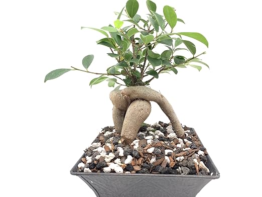 Bonsai All-Purpose Fertilizer by The Bonsai Supply – 5oz | Quick Results | Micro Nutrients for Vital Bonsai Health