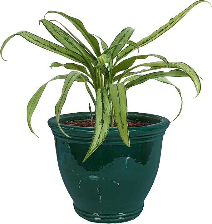 Sunnydaze Studio Large Ceramic Plant Pot - Round Outdoor Glazed Ceramic Planter Pot with Drainage - Dark Green - 15 in