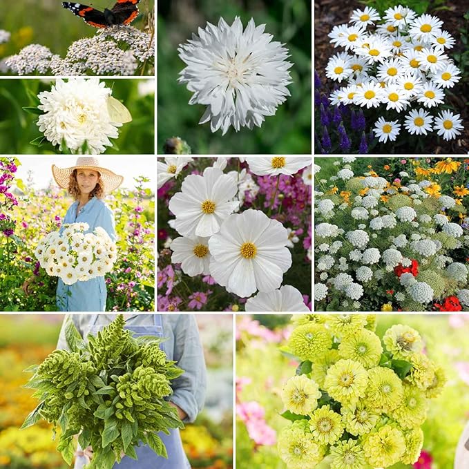 Eden Brothers Green with Envy Flower Mixed Seeds for Planting, 5 lb, 2,400,000+ Seeds with White Yarrow, Cornflower White | Attracts Pollinators, Plant in Spring or Fall, Zones 3, 4, 5, 6, 7, 8, 9, 10