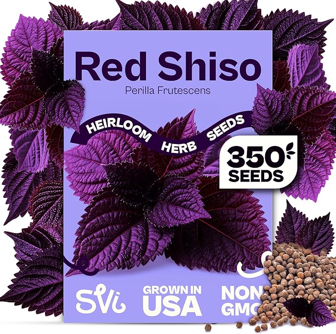 SVI 350 Red Shiso Seeds (Perilla frutescens) â Japanese Shiso Purple Perilla Seed Packets, Aromatic Leaves â Japanese Heirloom Herb Seeds for Outdoor & Indoor Herb Garden
