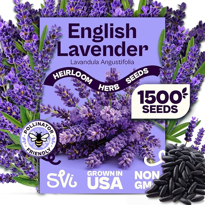SVI 1500 English Lavender Seeds for Planting (Lavandula angustifolia) â Fragrant Perennial Lavender Flowers â Heirloom Herb Seeds for Borders, Herb Garden & Containers, Wildflower Meadows