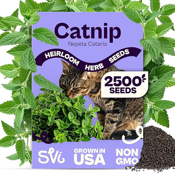 SVI 2500 Catnip Seeds (Nepeta cataria) â Catmint, Best Catnip for Cats Seed Packets, Heirloom Cat Nip Herb Seeds â Outdoor & Indoor Herb Garden, Containers, Herbs Beds