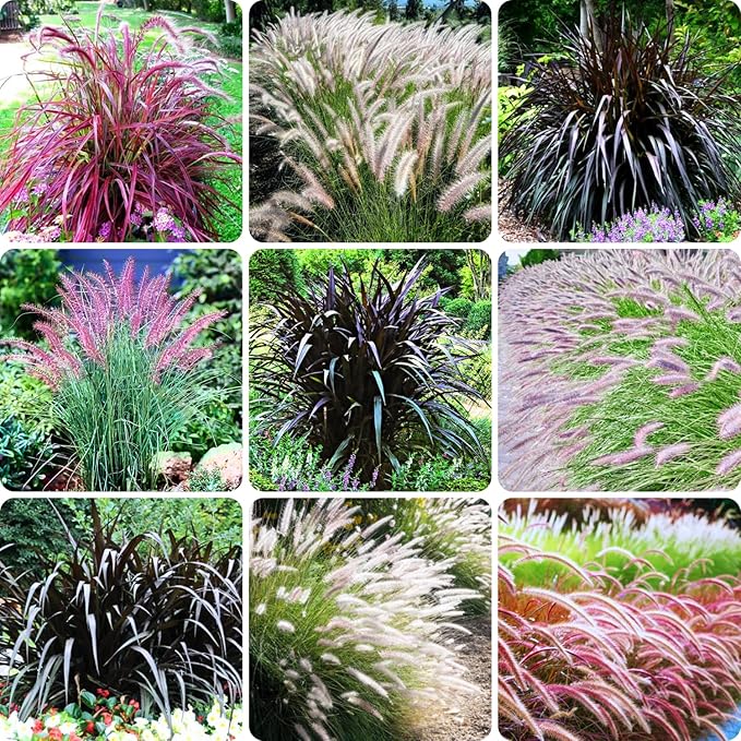 Pack 3 Fountain Grass Plants Live, 5-9 Inch Tall, Ornamental Grasses Live Plants Perennial, Well-Rooted Perennial Grass Clumps (Mix Fountain Grass)