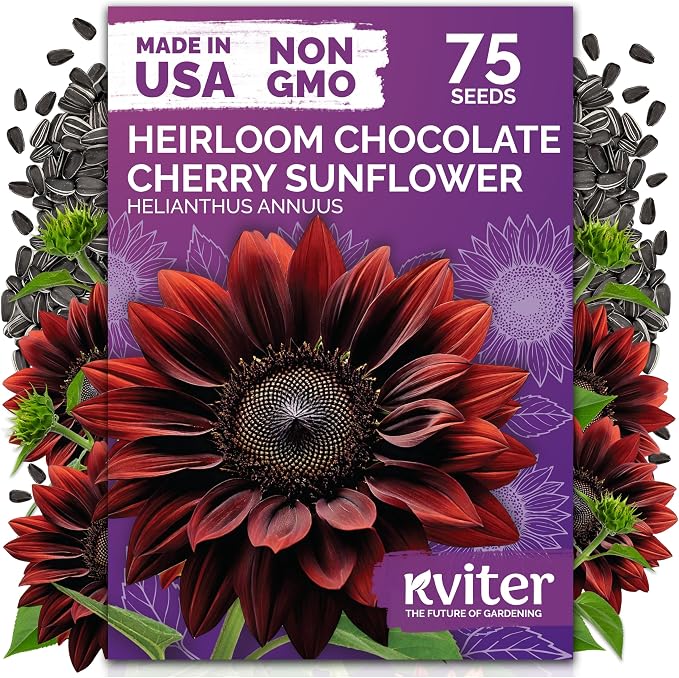 KVITER 75 Chocolate Cherry Sunflower Seeds to Plant (Helianthus annuus) â Heirloom Seed Non GMO Sunflowers Variety, Long Vase-Life Blooms â Flower Seeds for Planting in Home Garden