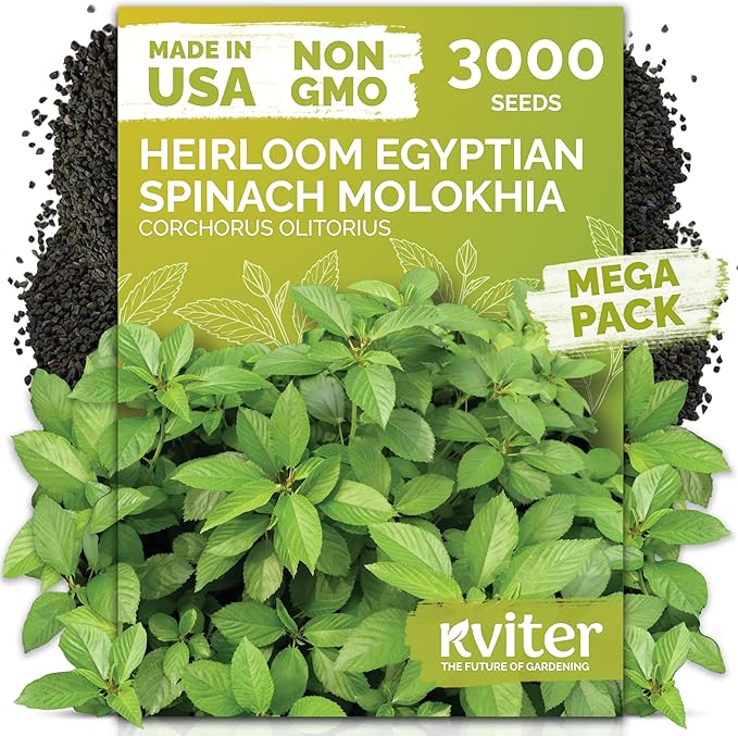 KVITER 3000 Egyptian Spinach Seeds - Molokhia (Corchorus Olitorius) â Jute Leaves, Ewedu, Rau Day, Saluyot Vegetable Seed â Non GMO & Heirloom Vegetable Seeds for Planting Outdoors & Indoors