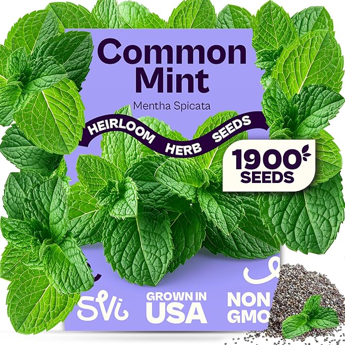 SVI 1900 Common Mint Seeds (Mentha spicata) â Aromatic Mint Seed Packets, Spearmint Leaves Seed Starting â Heirloom Herb Seeds for Outdoor Garden & Indoor Herb Garden Containers, Raised Beds