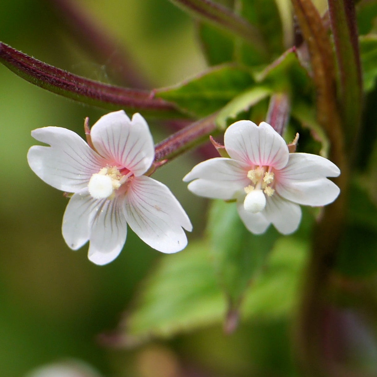 100 CINNAMON WILLOWHERB Eastern Purpleleaf Epilobium Coloratum Flower Seeds
