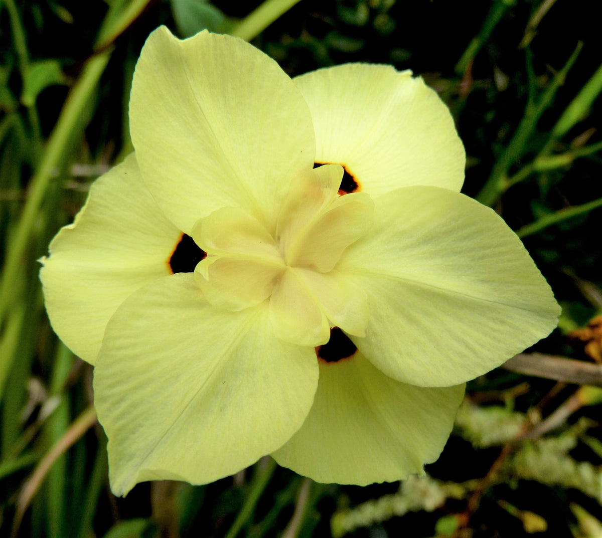 20 YELLOW AFRICAN IRIS Fortnight Lily Dietes Bicolor Butterfly Flag Spanish Peacock Iris Flower Seeds
