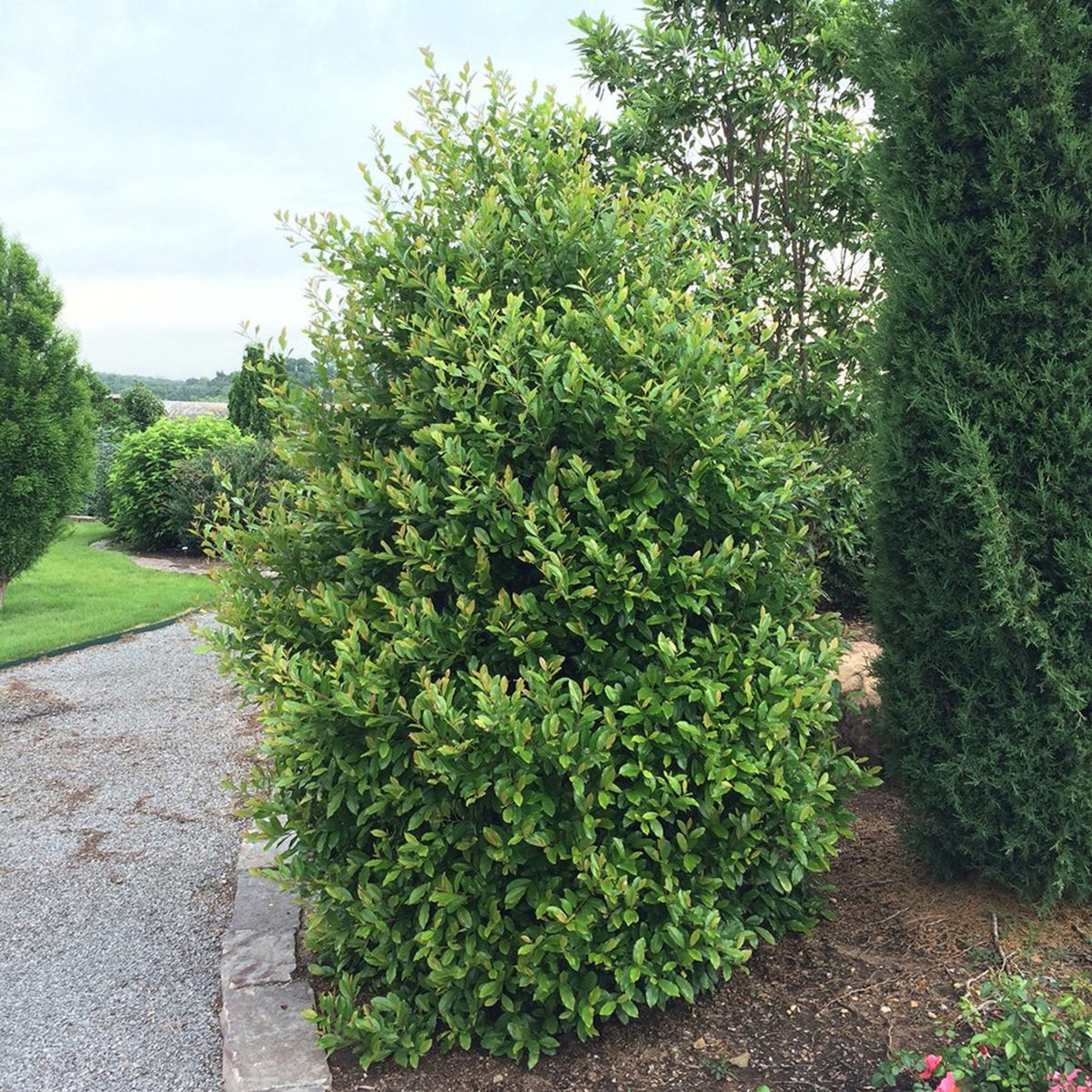 Centre Court⢠Cherry Laurel