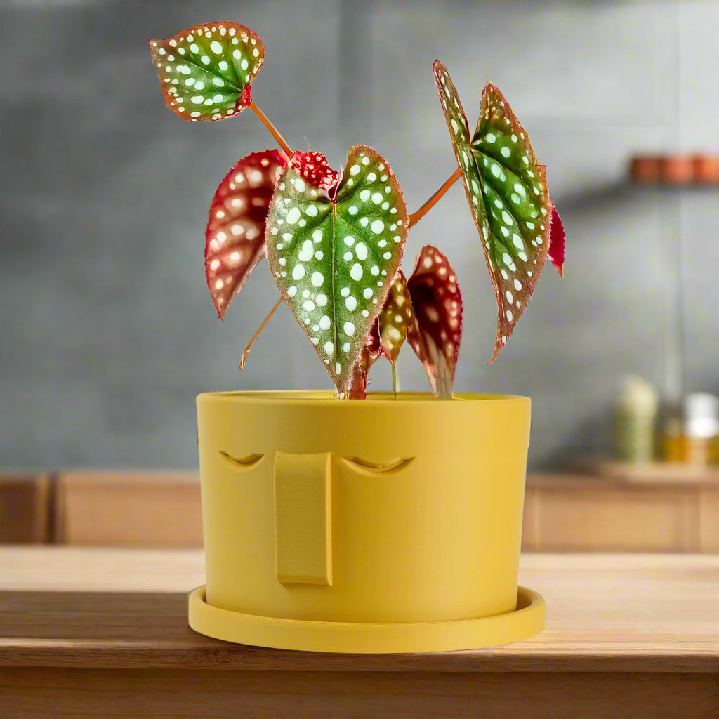 Minimal Face Planter, Small Medium Large, With Drip Tray and Great Drainage