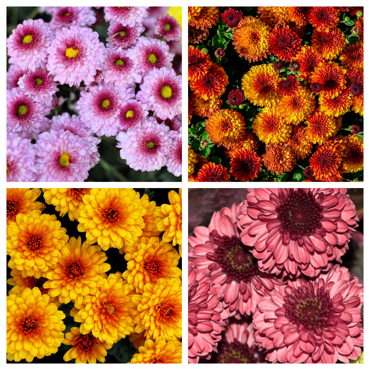 50 Tricolor DOUBLE PAINTED DAISY Chrysanthemum Carinatum Tanacetum Dunetti Mixed Colors Flower Seeds