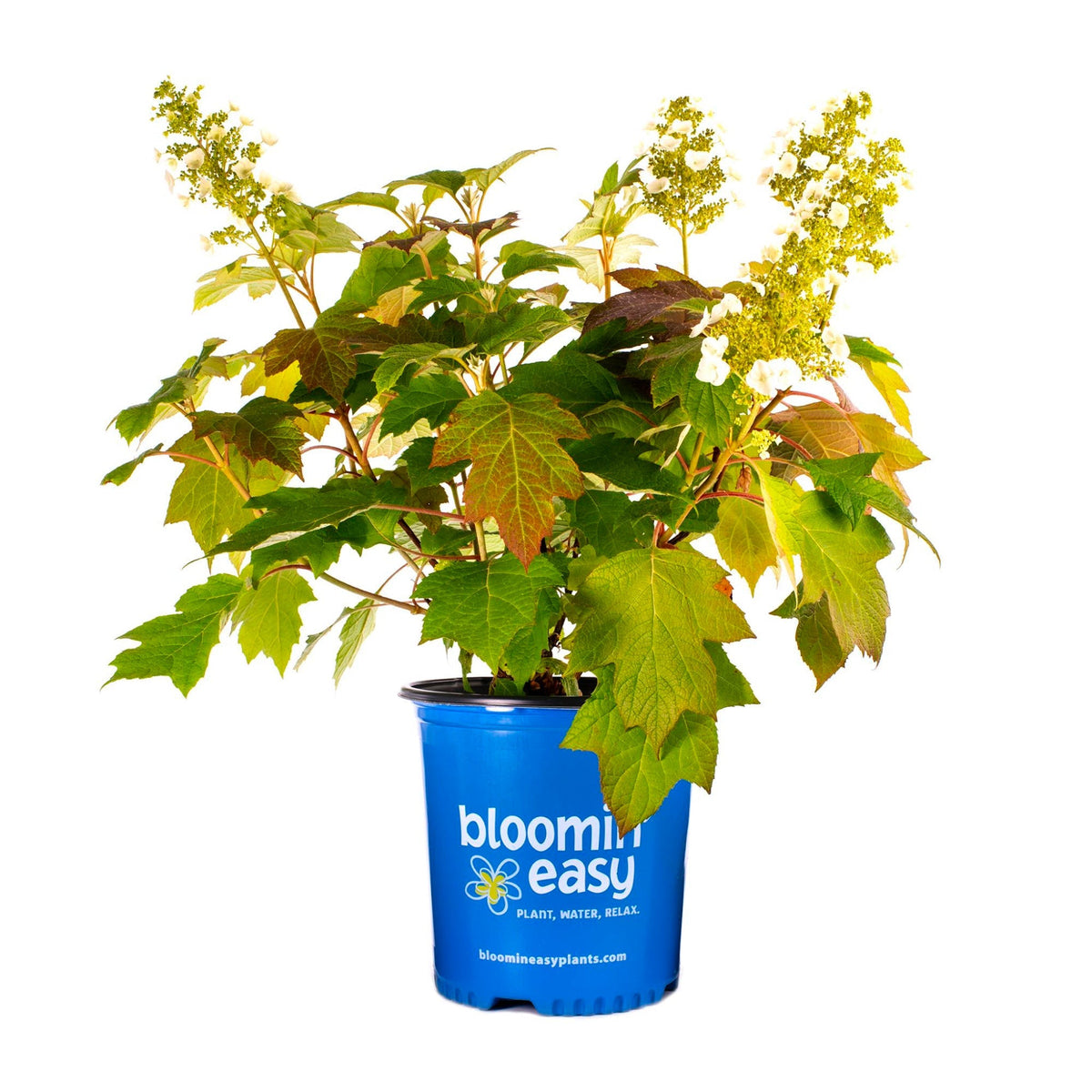 Toy Soldier⢠Oakleaf Hydrangea
