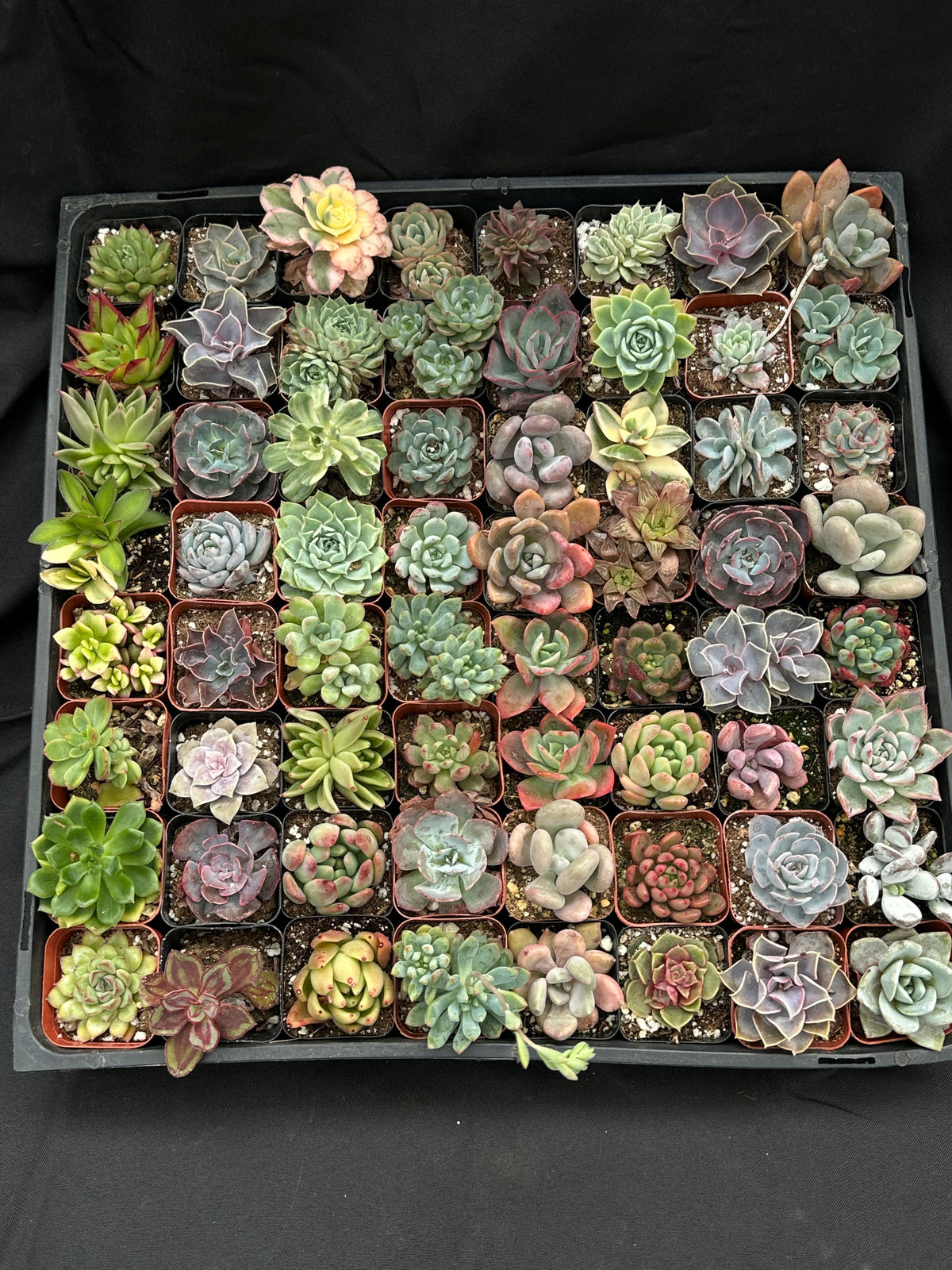 Full Flat Special 64 succulents in 2â pots