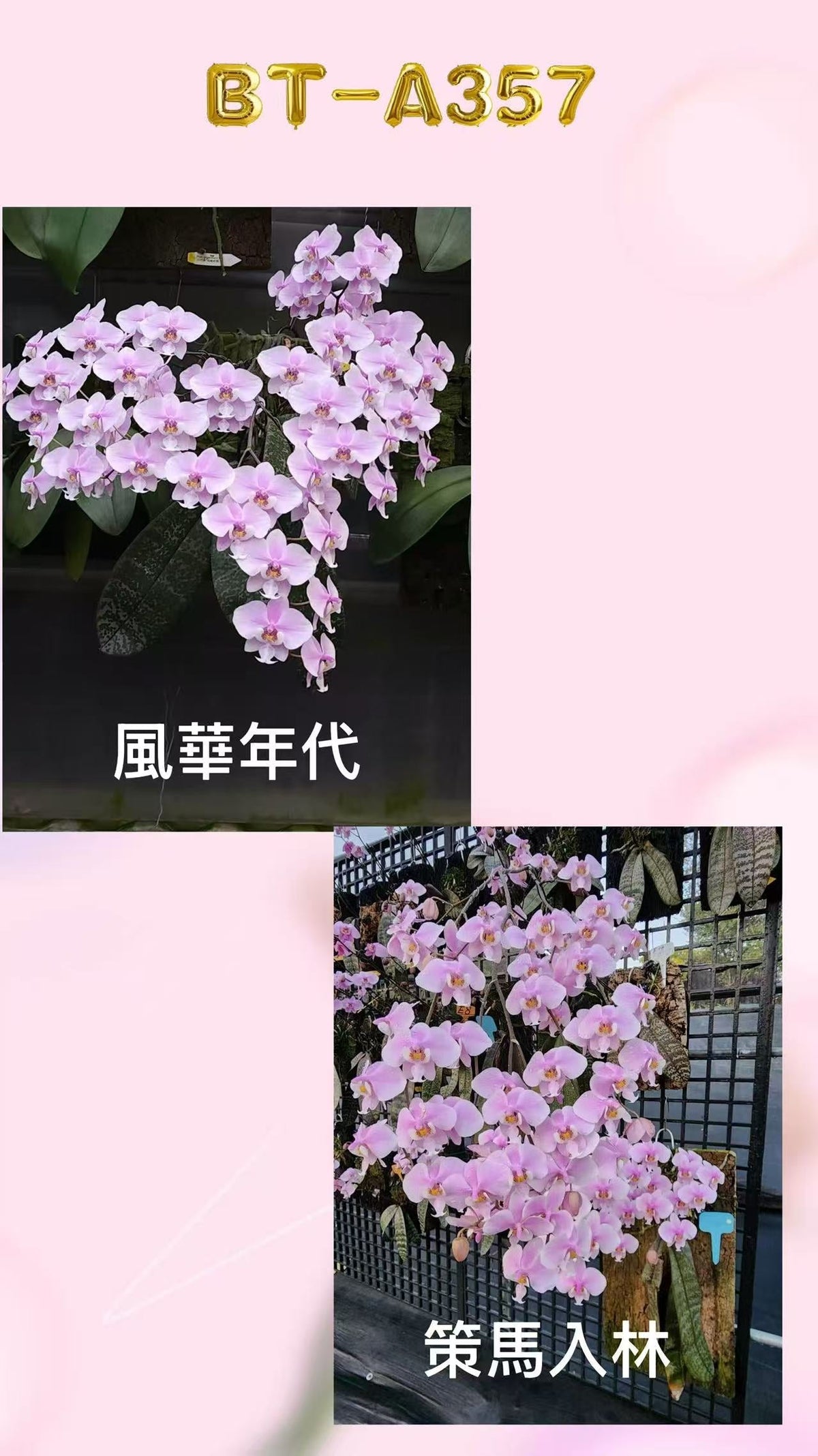 Phalaenopsis (schilleriana âé£å年代â x schilleriana âç马å
¥æâ)