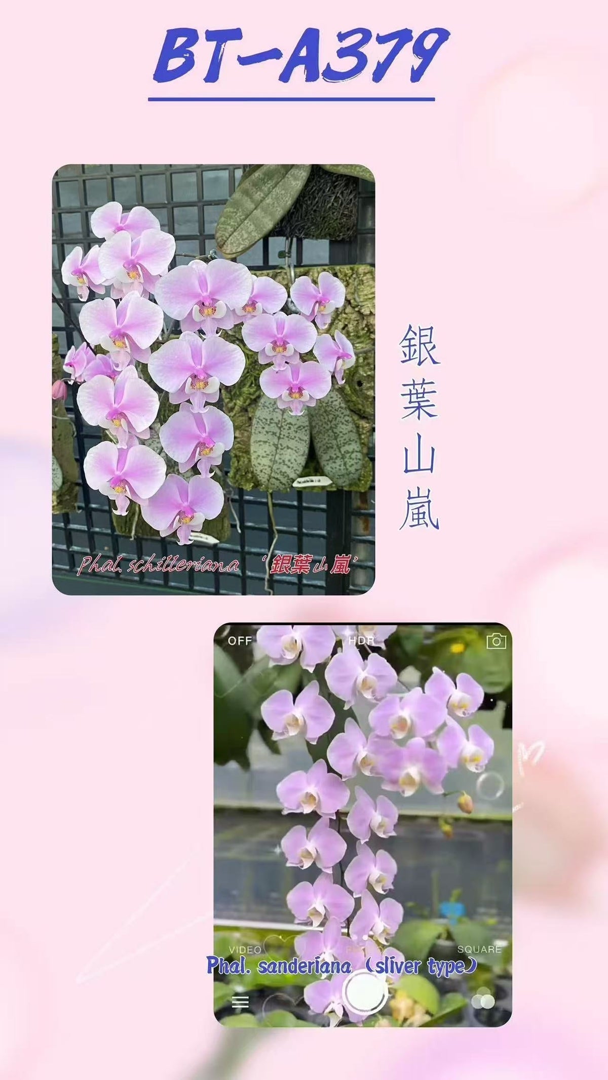 Phalaenopsis (schilleriana âSliver Mountainâ x sanderiana âSliverâ)