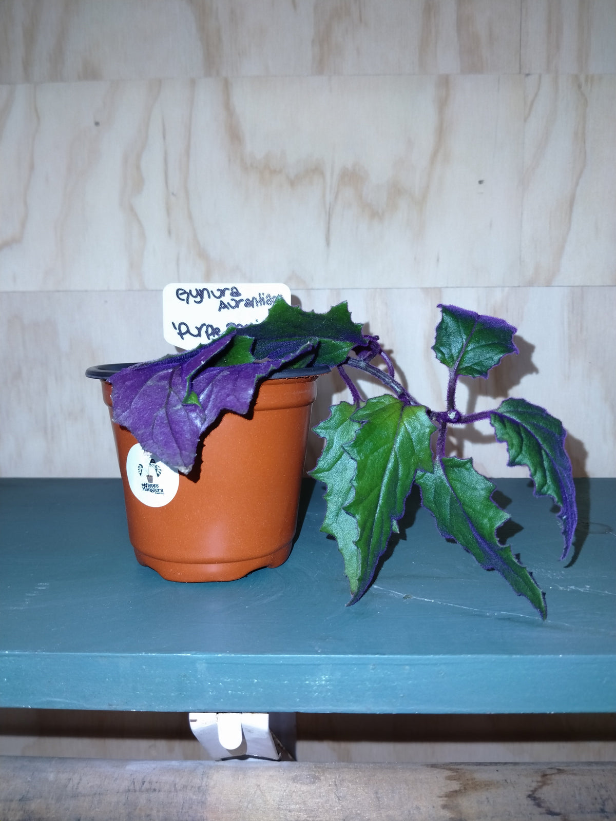 purple passion