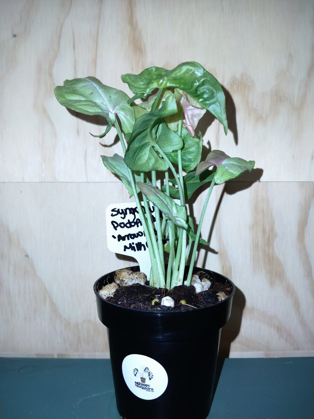 Syngonium Milk confetti