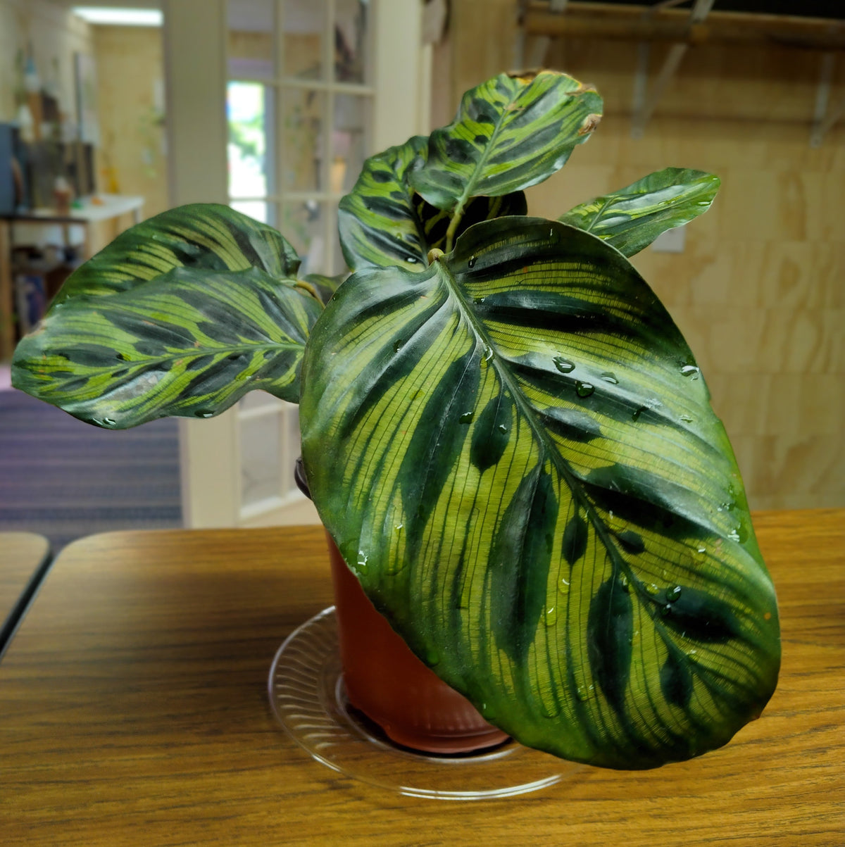 Peacock plant