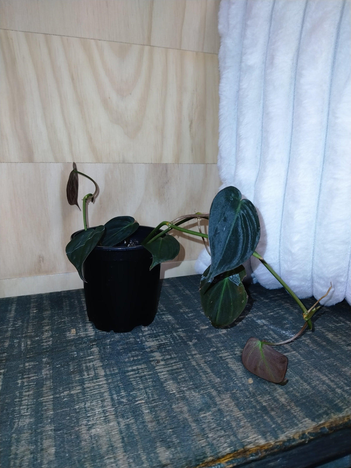Philodendron micans