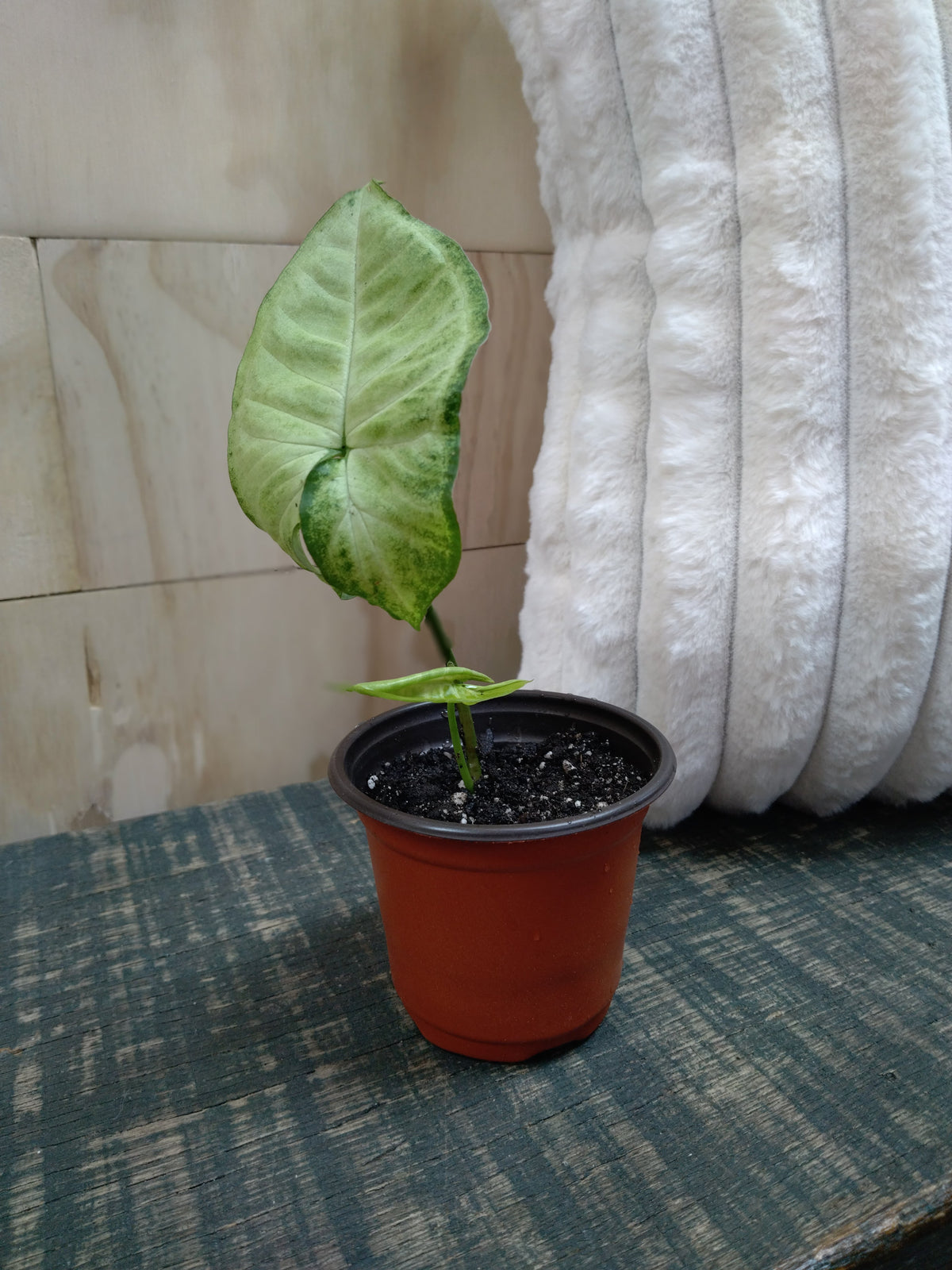 Syngonium White Butterfly